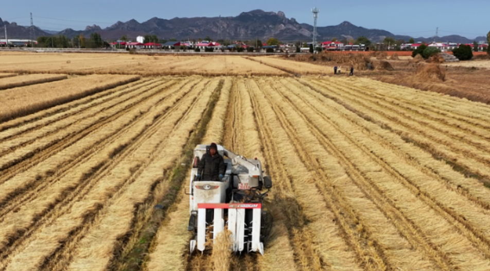 抚宁留守营：稻田飘香粮满仓 规模种植迎丰收