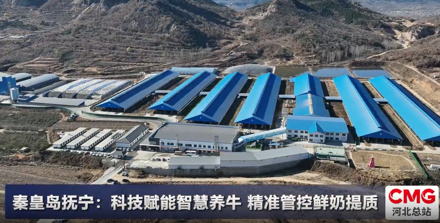 秦皇岛抚宁:科技赋能智慧养牛 精准管控鲜奶提质